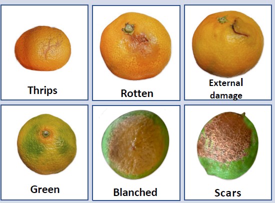 Citrus Pre-Sorter Specifically designed for Citrus and Repack Facilities 